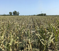Cultivo de maiz dañado por la sequía. (Fuente: EFE) (Fuente: EFE) (Fuente: EFE)