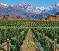 La vitivinicultura es una de las economías reguinales que espera ser alcanzada por el dólar agro