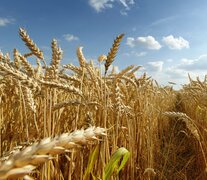 En doce meses, los cereales cayeron en el mercado internacional un 18,6 por ciento. 