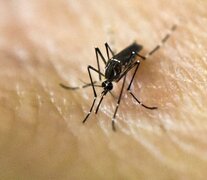 Los mosquitos de la especie Aedes se expanden por Euopa en medio de un clima de calor extremo.  (Fuente: AFP) (Fuente: AFP) (Fuente: AFP)