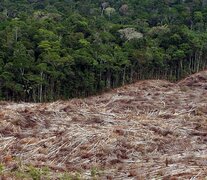 La tala de árboles en la amazonia disminuyó sensiblemente en la presidencia de Lula. (Fuente: AFP) (Fuente: AFP) (Fuente: AFP)