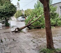 El temporal  dejó árboles y postes de alumbrado público derribados, techos volados y cortes generalizados de energía eléctrica. (Foto: X:@_MacielDiaz)