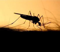 Aedes Albifasciatus es conocido como &amp;quot;el mosquito de las inundaciones&amp;quot;.