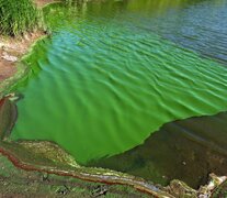 Las cianobacterias pueden provocar vómitos, diarrea, dolor de cabeza, debilitamiento muscular y alergias en la piel.