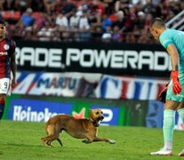 En el San Lorenzo-Unión (0-0) de la tercera fecha, un simpático perro demoró la historia. (Fuente: Julio Martín Mancini) (Fuente: Julio Martín Mancini) (Fuente: Julio Martín Mancini)