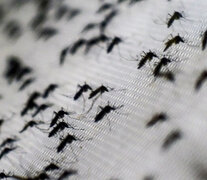 El mosquito que asola la ciudad de las diagonales es el Aedes albifasciatus.