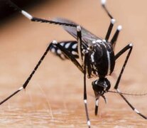 En las primeras 15 semanas del año se notificaron 315.942 casos de dengue