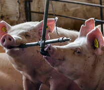 El origen es la carne mal elaborada de cerdos infectados.