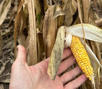 La chicharrita atacó la cosecha de maíz en el centro y norte del país