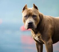 Condenaron a 8 años de prisión al dueño de un Pitbull que mató a una niña de 10 años