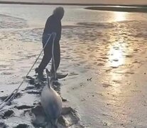 Emotivo rescate de dos delfines en Río Negro. Imagen: captura de tv