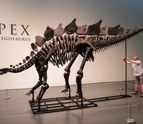 Los 44,6 millones pagados superan ampliamente al de &amp;quot;Stan&amp;quot;, un esqueleto de T Rex, que alcanzó en octubre de 2020 los 31,8 millones de dólares (Fuente: AFP) (Fuente: AFP) (Fuente: AFP)