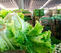 El kilo de lechuga se ofrece a entre 7 mil y 8 mil pesos.