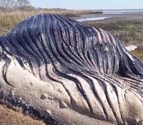 Hallaron una ballena muerta en las costas del río de La Plata (Imagen: redes sociales)