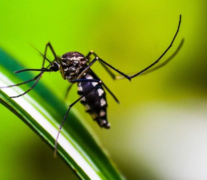 ¿Cuándo comienza la vacunación gratis contra el dengue en CABA?