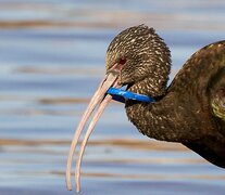 El peligro que representa el plástico para la fauna es inmenso. (Fuente: Williams Daniel Núñez) (Fuente: Williams Daniel Núñez) (Fuente: Williams Daniel Núñez)