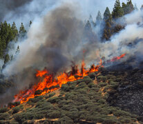 Un frente del incendio en la Gran Canaria. (Fuente: EFE) (Fuente: EFE) (Fuente: EFE)