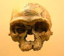 El cráneo del homo sapiens hallado en Marruecos. (Fuente: Wikimedia) (Fuente: Wikimedia) (Fuente: Wikimedia)