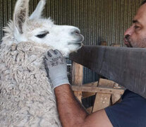 Spike, la heroína capaz de ponerle un freno al coronavirus y Diego Franco.