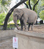 Al ser de origen diferente, las elefantas del zoo no pueden estar juntas. (Fuente: Guadalupe Lombardo)