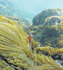 El arrecife de coral de Whitesand Beach esconde una amplia variedad de peces.