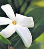 La blanca flor del tiaré, un emblema tahitiano que tiene su propio lenguaje según cómo se usa en la cabeza.