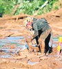 Un bombero rescata un cuerpo de entre el lodo, durante las tareas de búsqueda en Brumadinho. (Fuente: EFE)