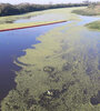 El Delta está sufriendo la floración masiva de cianobacterias, algunas de las cuales pueden producir toxinas peligrosas para la salud.