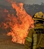 La destrucción de los bosques cordobeses lleva décadas.