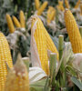La suba del precio del maíz presiona sobre el precio interno de varios alimentos que lo utilizan como insumo. (Fuente: AFP)