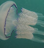 Lychnorhiza lucerna, la especie de medusa de los mares argentinos.