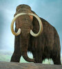 El mamut lanudo, extinto hace 4 mil años, podría volver a la Tierra en 6 años.
