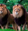 Leones del zoológico de Washington.  (Fuente: AFP)