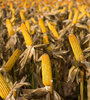 El 41 por ciento de los cultivos de maíz sufren la falta de agua. (Fuente: NA)