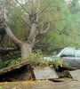 Un árbol caído sobre un auto, en Bahía Blanca. (Fuente: Gentileza La Nueva)