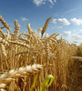 El precio internacional del trigo subirá este año un 40 por ciento.