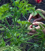 El Rico es la única isla estudiada en detalle a nivel de vegetación en la década del ochenta. (Fuente: Ramiro Ortega)