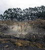 El bosque fosilizado en Ortigueira (Fuente: AFP)