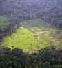 Cada vez menos árboles en el Amazonas (Fuente: AFP)