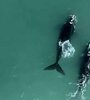 Dos ballenas francas aparecieron en Playa Grande en Mar del Plata.