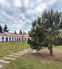 Una granizada que se produjo en 2012 causó la mayor destrucción del árbol histórico.  (Fuente: Gentileza Rubén Coniglio)