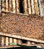 La apicultura es también una garantía de diversidad biológica.  (Fuente: Santiago Carnevale) (Fuente: Santiago Carnevale)