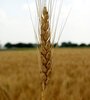 La sequía afecta al 40 por ciento del trigo sembrado. (Fuente: NA)