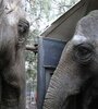 Pocha y Guillermina cuando fueron llevadas al Santuario de Elefantes en Mato Grosso, en Brasil. Fue en mayo de este año. 