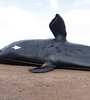 Ya son 30 las ballenas fallecidas en Chubut. Imagen ICB