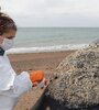 Investigadores del Programa de Monitoreo Sanitario Ballena Franca Austral tomando muestras de un ejemplar fallecido de ballena franca austral en la Península Valdés. (ICB)