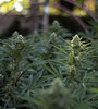 La Asociación de Usuarios y Profesionales para el Abordaje del Cannabis quiere ir más allá de las semillas. 