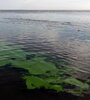 Las cianobacterias tienen un llamativo color verde brillante. (Fuente: Télam)