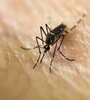 Los mosquitos de la especie Aedes se expanden por Euopa en medio de un clima de calor extremo.  (Fuente: AFP)