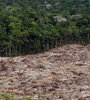 La tala de árboles en la amazonia disminuyó sensiblemente en la presidencia de Lula. (Fuente: AFP)